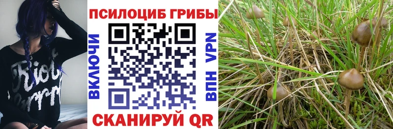Галлюциногенные грибы Cubensis  даркнет сайт  Майкоп 